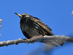 Sturnus vulgaris