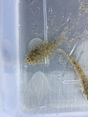 Speckled Sole photo 4