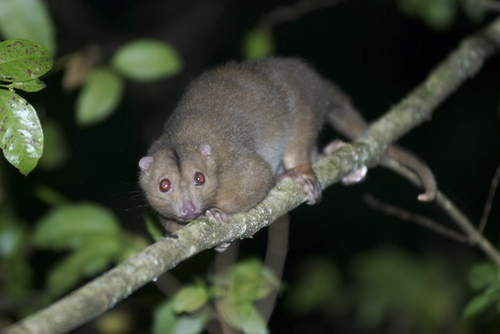 Daintree River Ringtail Possum