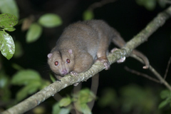 Pseudochirulus cinereus
