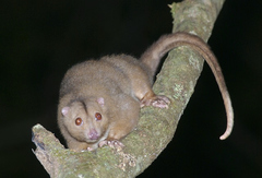 Pseudochirulus cinereus