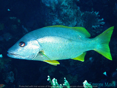 Lutjanus monostigma