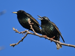 Sturnus vulgaris