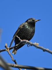 Sturnus vulgaris