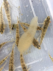 Papawera zelandiae