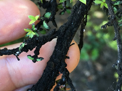 Eriococcus orariensis