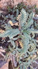 Valeriana philippiana