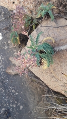 Valeriana philippiana