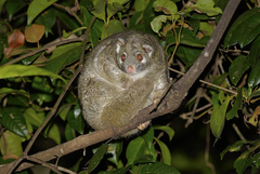 Pseudochirops archeri