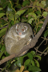 Pseudochirops archeri