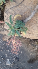 Valeriana philippiana