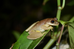 Atlantihyla spinipollex