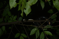 Chironius grandisquamis