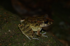 Craugastor aurilegulus