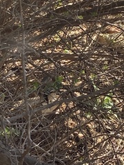 Zonotrichia leucophrys