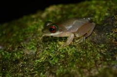 Duellmanohyla salvavida