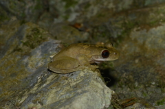 Atlantihyla spinipollex