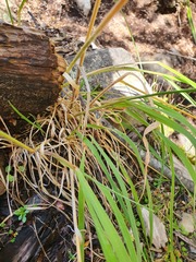 Trisetum lepidum