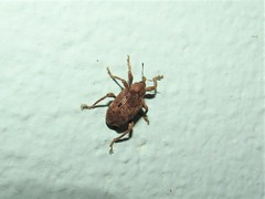 Phelypera distigma image