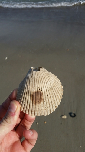 Dinocardium robustum