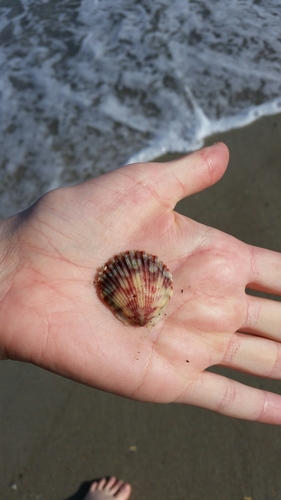 Argopecten gibbus