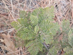 Chamaebatia foliolosa