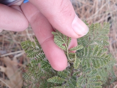 Chamaebatia foliolosa
