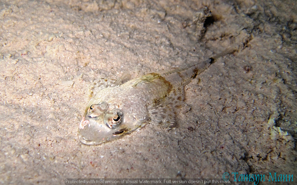 Ratabulus prionotus