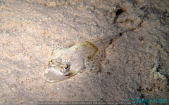 Platycephalidae