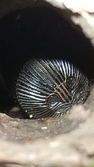 Cyclocosmia truncata