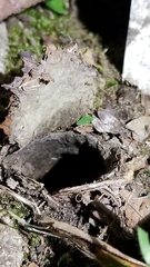 Cyclocosmia truncata