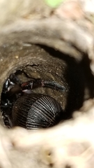 Cyclocosmia truncata