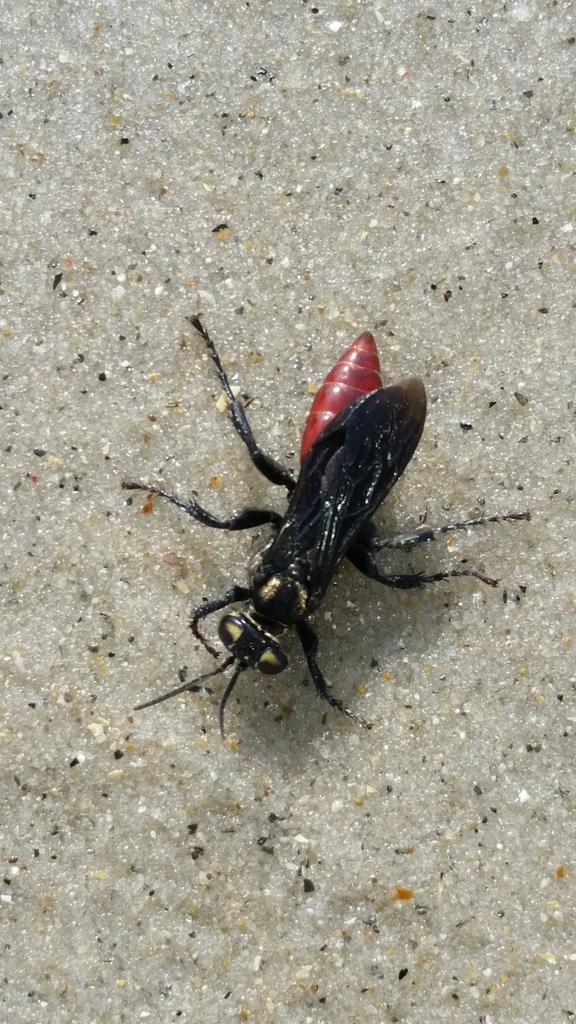 Wasp