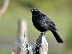 Curaeus curaeus curaeus