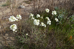 Erysimum franciscanum