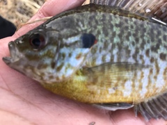 Lepomis gibbosus × macrochirus