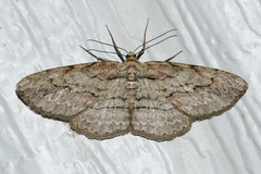 Iridopsis pergracilis