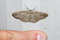 Iridopsis pergracilis