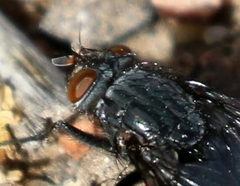 Calliphora latifrons