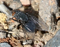 Calliphora latifrons