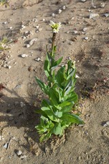 Turritis glabra