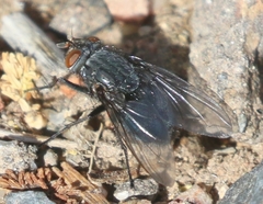 Calliphora latifrons