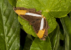 Adelpha cytherea marcia