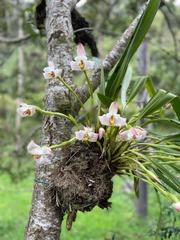 Maxillaria huebschii