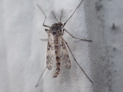 Psectrotanypus dyari