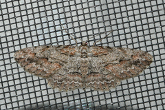 Iridopsis pergracilis