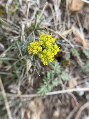 Lomatium hendersonii