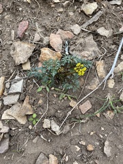 Lomatium hendersonii
