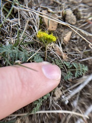 Lomatium hendersonii