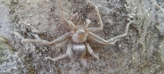 Polybetes trifoveatus
